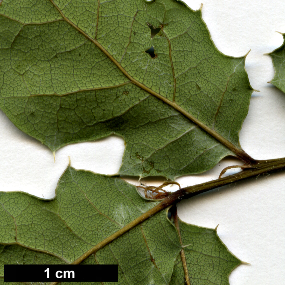 High resolution image: Family: Fagaceae - Genus: Quercus - Taxon: durata - SpeciesSub: var. gabrielensis